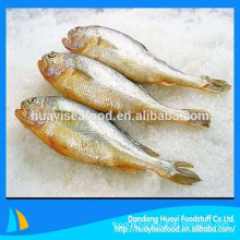 wild frozen yellow croaker processed from our own factory